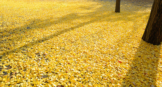 银杏树的叶子落在地上