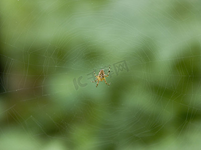 蛛网中的蜘蛛