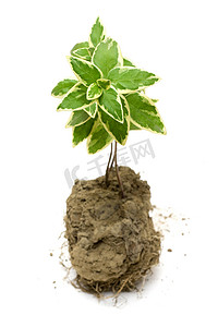 绿色植物在土壤中生长