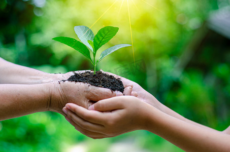 成人 婴儿 手握树环境 地球日 手握树苗。