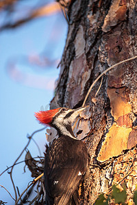 松树中的雄性啄木鸟 Dryocopus pileatus
