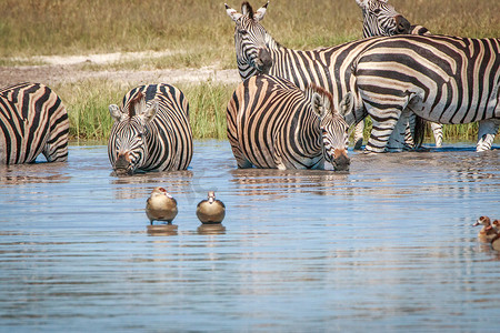几只斑马摄影照片_几只斑马在乔贝河里喝酒。