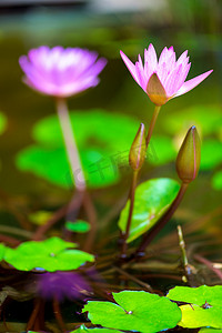 一朵睡莲摄影照片_一朵美丽的淡紫色百合花特写镜头在池塘