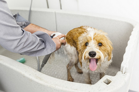 淋浴洗澡摄影照片_给一只可爱的狗洗澡