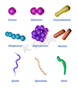 细菌形状