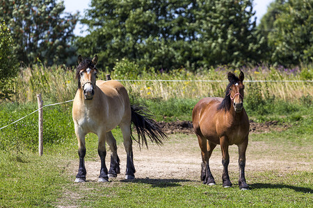 波兰 Suwalki 景观公园的马匹。