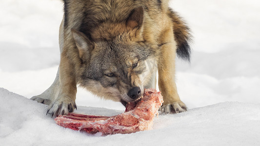 冷吃肉摄影照片_狼吃肉，直视镜头