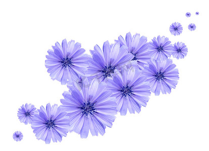 蓝色雏菊背景