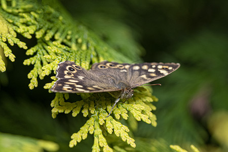 有斑点的木蝴蝶在绿树枝上休息和沐浴春天的阳光