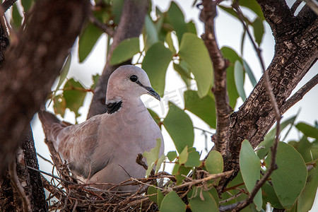 鸽子雀巢摄影照片_海角斑鸠坐在她的巢里。