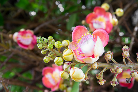 炮弹花 (Couroupita guianensis) 在树上