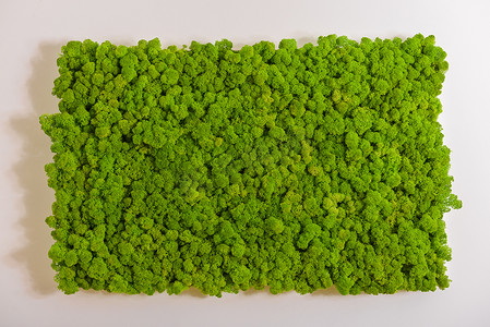 驯鹿苔藓墙，绿色墙面装饰，地衣石蕊花