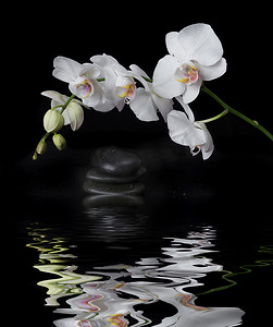 黑色背景上的白色兰花