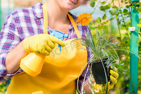 一个女人在苗圃里用化学品洒了一朵花