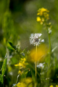 在绿草的白色蒲公英花。