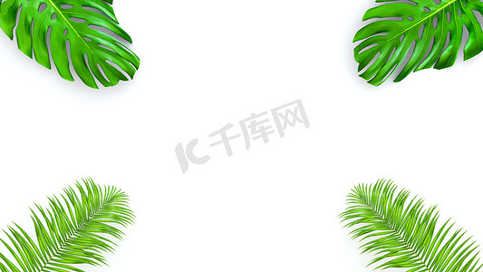 用于化妆品广告或时装插画的白色背景逼真的棕榈叶 3D 渲染。