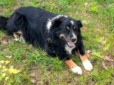 Berner Sennenhund 的大黑狗躺在草坪上