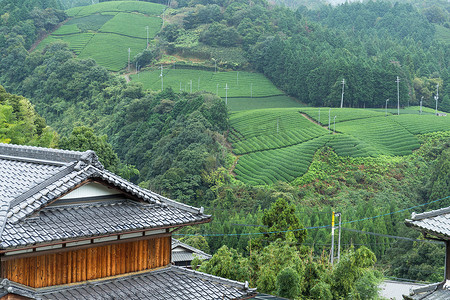 茶园和日式房屋