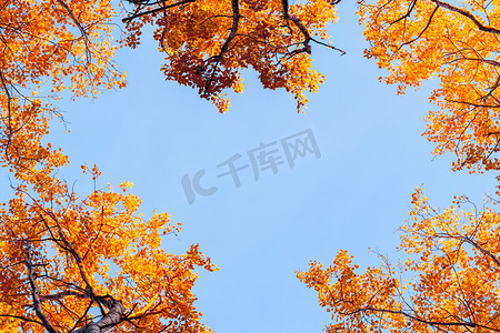 从下面看秋天森林的白杨树顶，映衬着蓝天，色彩缤纷的秋天风景，有复制空间 — 图片
