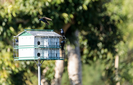 紫马丁鸟 Progne subis 在鸟舍周围飞翔和栖息