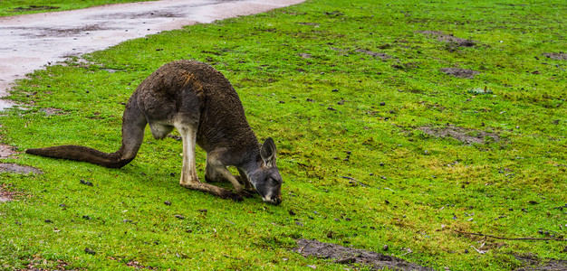 红颈小袋鼠在草地上吃草，来自澳大利亚的袋鼠