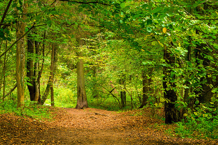 九月的森林，茂密的落叶树绿意盎然