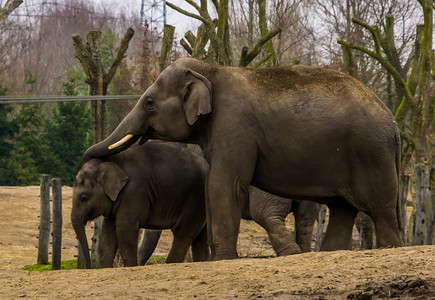 雄性亚洲象把鼻子放在幼象上，父亲和孩子的动物全家福，来自亚洲的濒危动物