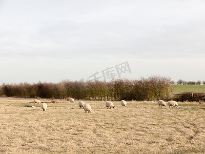 农田开放日草地中的许多羊平原春景