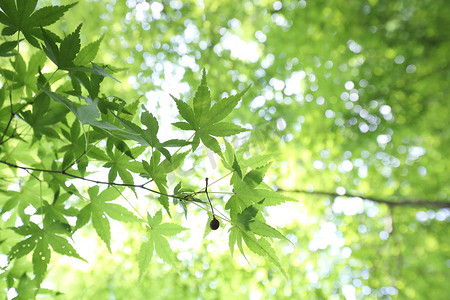 植树节背景摄影照片_春天糖绿枫叶树叶背景
