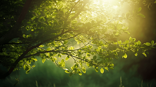 阳光透过绿叶树