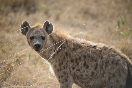 鬣狗肯尼亚非洲大草原野生动物哺乳动物