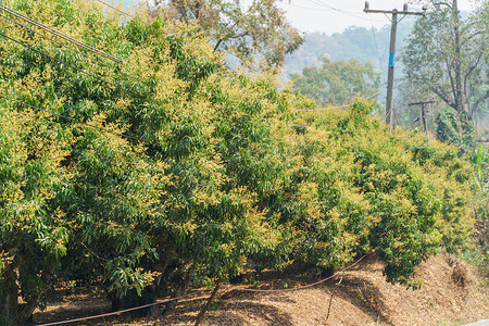 荔枝花摄影照片_荔枝 (Lychee) 花开花在花园里，清迈，泰国。