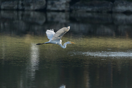 飞行的大白鹭 Ardea alba 展开它的白色翅膀