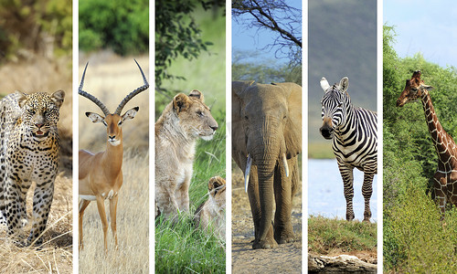 游猎摄影照片_非洲动物
