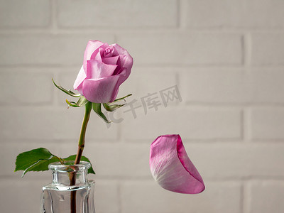 飘落的粉色花瓣摄影照片_花瓶中的粉红色玫瑰花瓣飘落在白墙的背景下。