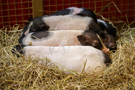可爱猪猪形象摄影照片_小猪的形象正在睡觉。
