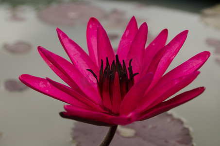 粉红色的莲花在绽放中漂浮