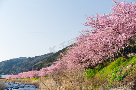粉色河流摄影照片_樱桃树和河流