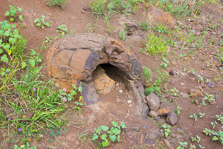 在俄罗斯伏尔加格勒地区的 Wet Olhovka Kotovo 区村庄附近发现了类似恐龙蛋的石层