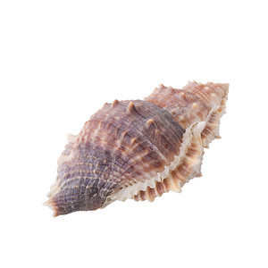 海贝壳安排孤立在白色背景上。