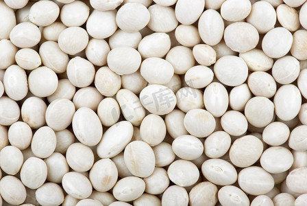 圆形白扁豆