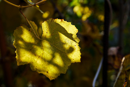 葡萄叶子摄影照片_在阴影的秋天黄色葡萄叶子