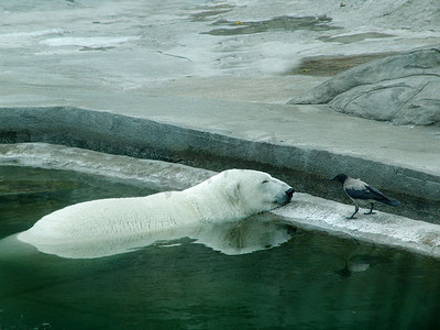 游泳的北极熊，白熊在水中