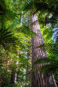 巨大的红杉红杉林，罗托鲁瓦，新西兰