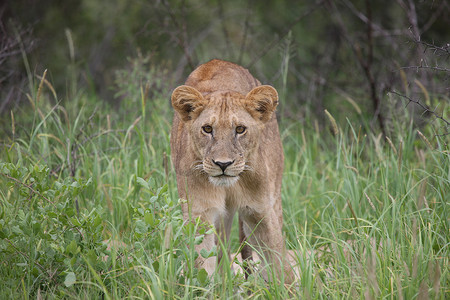 狮子野生危险哺乳动物非洲大草原肯尼亚