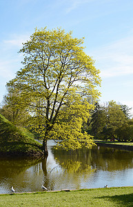 池塘卡通摄影照片_爱沙尼亚池塘岸边的大树