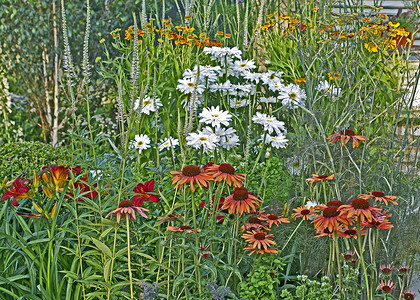 花边边框摄影照片_花边界的细节与 Leucanthemum 和紫锥菊的