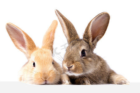 财神兔子摄影照片_两只毛茸茸的兔子看着招牌。