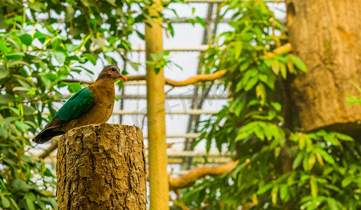 彩色羽毛摄影照片_坐在树干上的雌性翡翠鸽子的肖像，来自印度的热带鸽子，有彩色羽毛的鸟