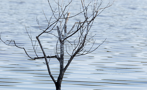 枯枝摄影照片_湖上的枯枝